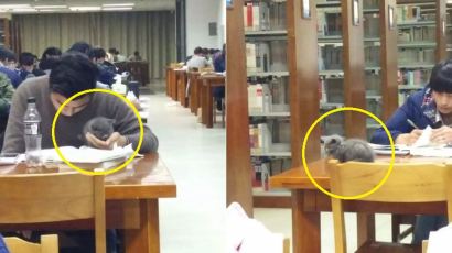 도서관에 새끼 고양이 데려와 공부하는 남학생