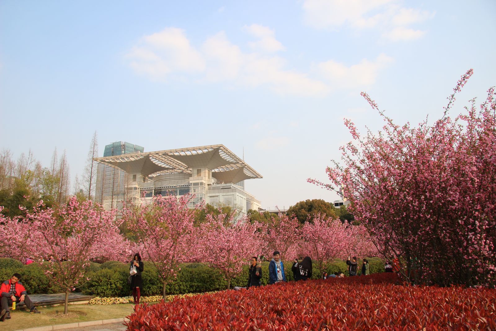 상하이를 여행하는 골든 타임은 3월 중순부터 4월 초순이다.