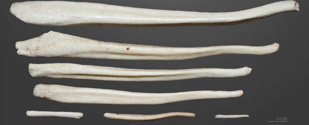 길이가 다양한 포유류 생식기의 뼈(penis bone) [Science] 