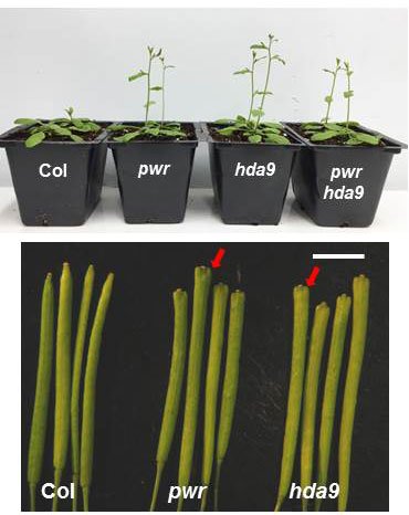 PWR단백질이 빠진 애기장대(아래사진 가운데)와 HDA9단백질이 빠진 애기장대(아래사진 오른쪽)는 형태가 유사하다. 통제군(아래사진 왼쪽)에 비해 성장 속도도 빠르다. [기초과학연구원]