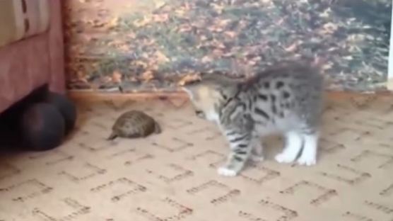 난생 처음 거북이 본 아기 고양이의 반응