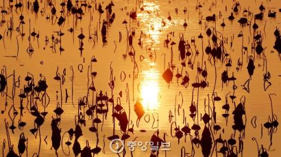 [서소문 사진관] 연꽃음표, 가는 해를 노래하다