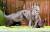 에버랜드는 지난해 7월 24일 오전 경기 용인시 에버랜드에서 국내 최초로 국제적 멸종위기종(CITES) 1등급인 ‘치타’ 번식에 성공해 태어난 아기 치타 3마리를 공개했다. 이번에 태어난 아기 치타 3마리는 지난 6월 17일 암컷 치타 아만다(2011년생)와 수컷 치타 타요(2010년생)사이에서 태어났다.