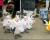 닭 캐릭터 복장의 아프리카 검은발 펭귄들이 테마파크 안에서 행진하고 있다. [사진 마쓰에 포겔파크]