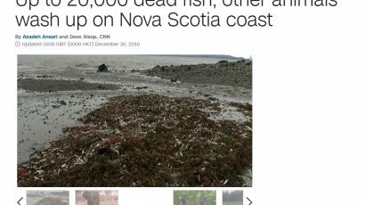 캐나다 해변서 물고기 2만마리 의문의 폐사