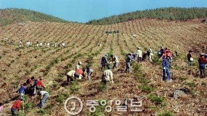 올해 2000만 그루 나무심기 운동 뛰어든 포항시