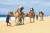 해변을 따라 낙타투어를 즐길 수 있는 멕시코 로스 카보스.