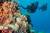 지구 최대의 산호군락이 있는 호주 케언즈. 