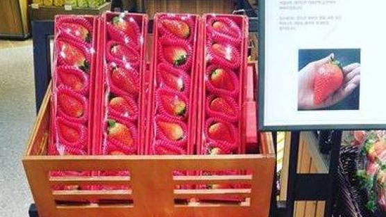 식품관에 등장한 주먹만한 딸기