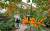 충남 아산 세계꽃식물원에서 한 관람객이 오렌지트럼펫을 살펴보고 있다. 오렌지트럼펫은 열대식물로 꽃이 덩굴 끝에 핀다.