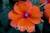 뉴기니아 이파첸스 : 원산지는 파푸아뉴기니와 솔로몬제도다. 식용이 가능하며 특별한 맛이나 향이 없다. 진한 붉은색 꽃은 천연 염색용으로 사용된다.