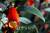 시마니아 : 페루, 볼리비아 등 남미가 원산지다. 붉은색 꽃 안이 매우 화려하다.