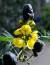 강냉이 나무 : 아프리카가 원산지로 노란색 꽃이 핀다. 잎을 손으로 만지면 구수한 냄새 난다. 이 때문에 우리나라에서 강냉이 나무로 불린다.