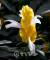 황금 새우초 : 원산지는 중남미로 노란색의 긴 꽃모양이 새우를 닮아 황금 새우초라고 한다. 서양에서는 막대사탕꽃(lollipop plant)이라고 불린다.
