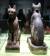 고대 이집트인들은 고양이에 대한 애정이 각별했다.정교하게 조각한 목관에 고양이 미라를 안치했다. 머리 부분에 도금한 흔적이 있다.