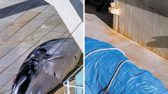 [사진] 불법 고래사냥 일본 포경선