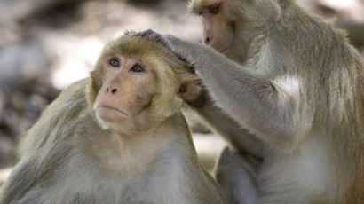 칼로리 섭취 줄이니 장수…원숭이 실험서 "중·장년 수컷에 특히 효과"