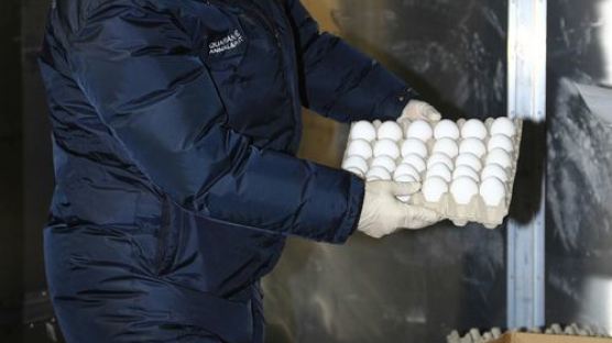 호주산 계란 첫 수입 ‘불발’…검역 불합격