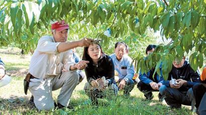 [한광호 농업상] 전정·수형기술 보급 명품 복숭아 생산에 앞장