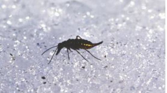 생체부동액 덕분에 눈 속에서 활동하는 '빙하 곤충' 발견