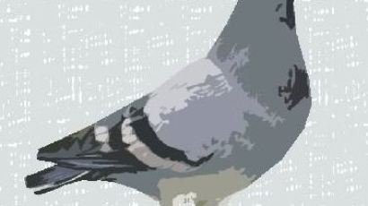 광주 도심서 비둘기 7마리 폐사…비둘기 AI 바이러스 검사 의뢰