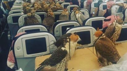 ‘사우디 왕자’ 덕에 비행기 탄 80마리의 애완동물