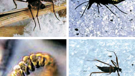 몸속에 천연 부동액 ‘빙하 곤충’ 국내 첫 발견