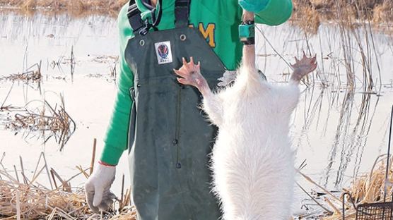 [단독] 웅담성분 많다는 뉴트리아…담즙 그냥 먹으면 기생충 위험