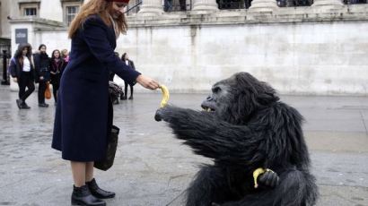 [서소문사진관] 런던 트라팔가에 나타난 고릴라…관광객들의 반응은?