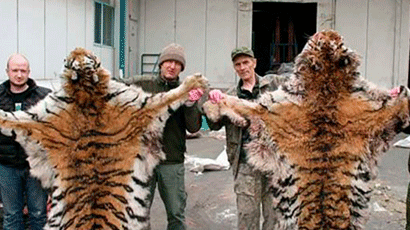 시베리아 호랑이 사냥한 러시아 밀렵꾼 법정서 1억7800만원 벌금형 받아