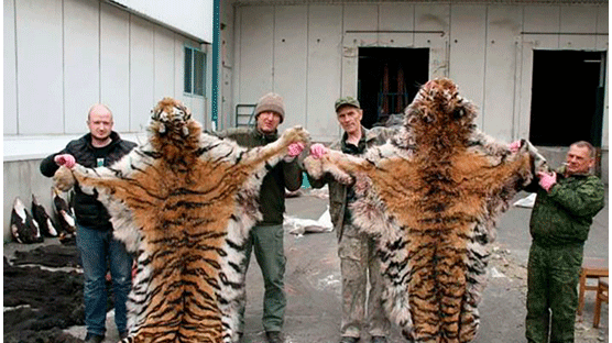 시베리아 호랑이 사냥한 러시아 밀렵꾼 법정서 1억7800만원 벌금형 받아