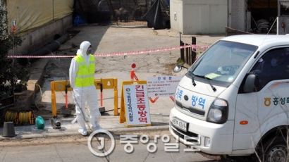 소 구제역 발병 원인은…"백신 주사 바늘 비뚤게 꽂아 효력 없었을 가능성"