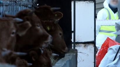 충북 보은 젖소농장 ‘구제역 확진’…젖소 유두에 수포 발견, 젖소 195마리 살처분