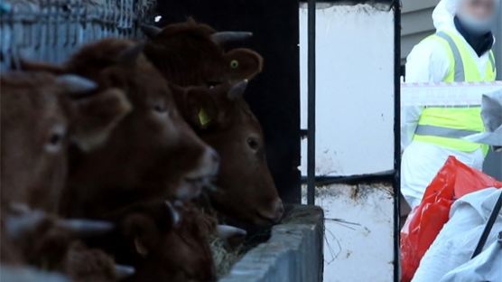 충북 보은 젖소농장 ‘구제역 확진’…젖소 유두에 수포 발견, 젖소 195마리 살처분