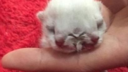 중국에서 태어난 기형 고양이…머리와 입 2개, 눈 3개