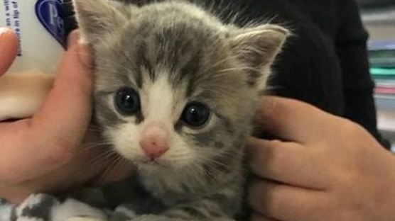 폭풍우 속에서 발견된 갓 태어난 아기 고양이 