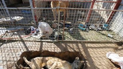 "동물들은 도움이 필요하다"...IS가 다녀간 후 황폐해진 이라크의 동물원