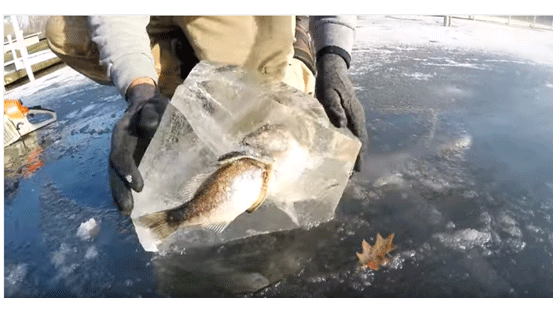 미국 휩쓴 기록적 한파…다른 물고기 잡아먹다 그대로 얼어버린 육식 물고기