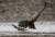 검독수리가 11일(현지시간) 카자흐스탄 사냥대회에서 코사크여우(corsac fox)를 사냥하고 있다.[로이터=뉴스1]