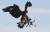 프랑스공군 소속 검독수리가 10일(현지시간) 프랑스 몽드 마르상 공군기지 상공에서 드론포획훈련을 하고 있다. 이 검독수리는 동물을 잡을 때와 같은 동작으로 드론을 포획했다.[로이터=뉴스1] 