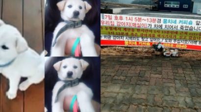 "택시기사에게 개소주가 돼버린 강아지"…견주 글 인터넷서 화제