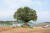 전시장에 인쇄물로 선보인 사진. ‘420년의 느티나무, 남양주 다산 신도시, 2016’. [사진 믹스라이스]
