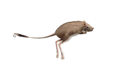 1억1000만 년 전 진주에 캥거루쥐 같은 동물 살았다