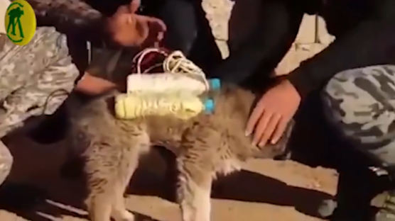 IS가 보낸 개犬폭탄…죄없는 개와 사람 4명 살상 위력