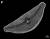 낙동강에서 채집된 규조류(돌말) 의 심벨라(Cymbella tumida)의 전자현미경 사진. [국립낙동강생물자원관]