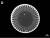 낙동강에서 채집한 규조류(돌말)인 사이클로텔라(Cyclotella meneghiniana)의 전자현미경 사진. 마치 고깃집 불판처럼 생겼다. [국립낙동강생물자원관]