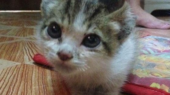 눈·코 꿰매지는 학대 당한 채 발견된 아기 고양이