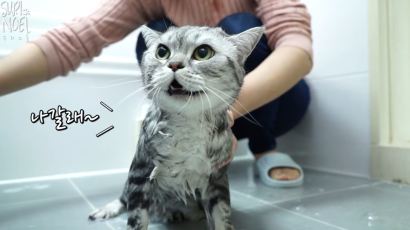 목욕하기 싫어서 말문 트인 고양이