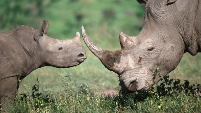 코뿔소 수난시대…동물원까지 침입해 죽이고 뿔 잘라가