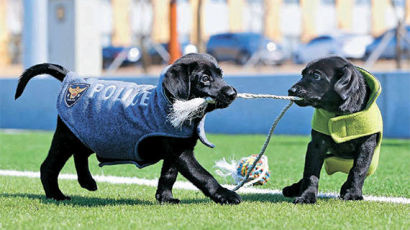 [사진] 마약 탐지 스타견 ‘네오’의 복제 강아지들
